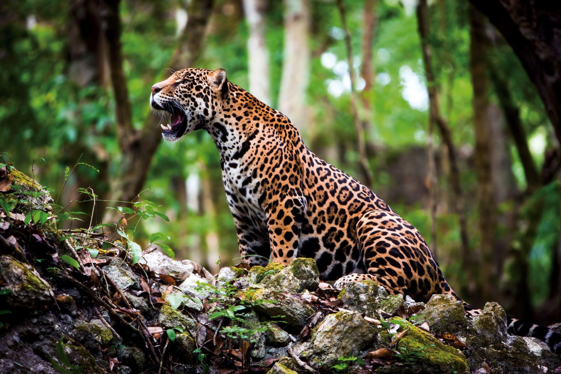 Parque nacional del jaguar en Tulum